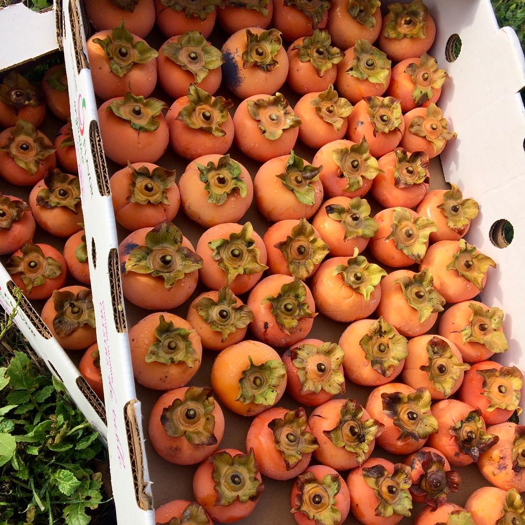 Easing into the week harvesting persimmons. The hummingbird were visibly put out with me but I left some for them too.