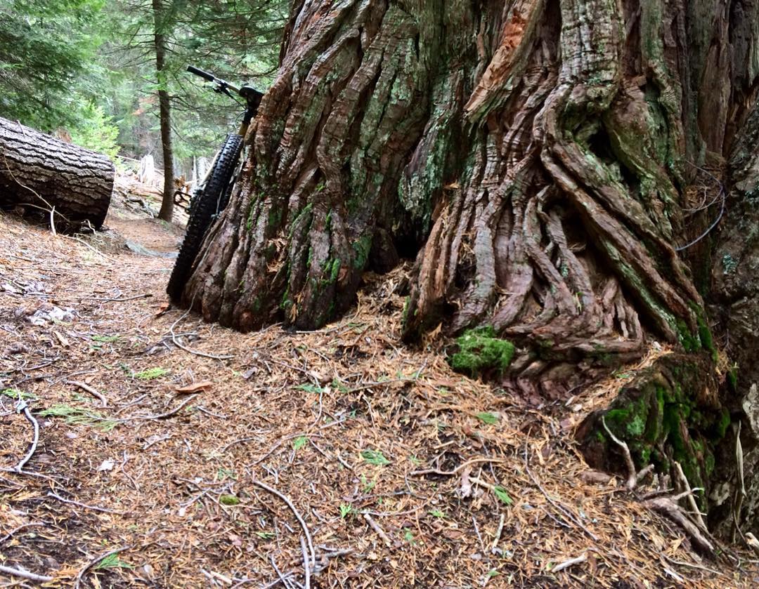 below snowline today turned out well#bigtree#mtb#loam#singletrack#trail#vibes#siskiyou#mountains#pnw