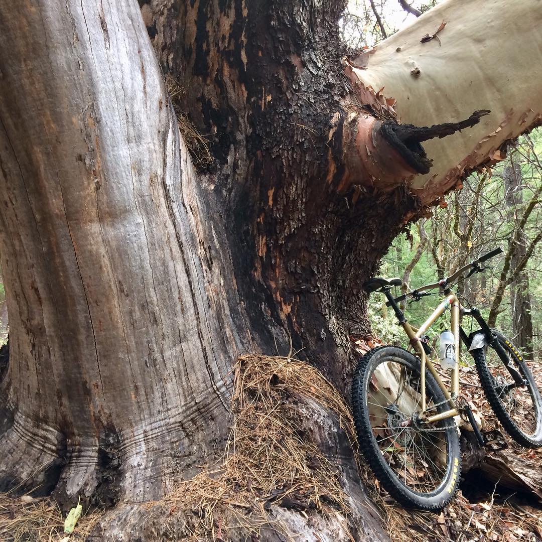 I shit you not has big trees#backcountry#mtb