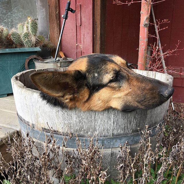 Nothing beats a barrel for curling up all cozy