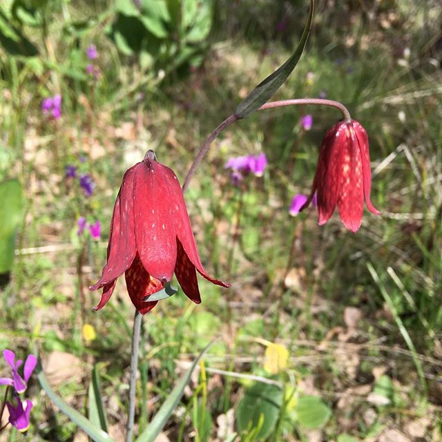 The rare and beautiful Fritillaria gentneri