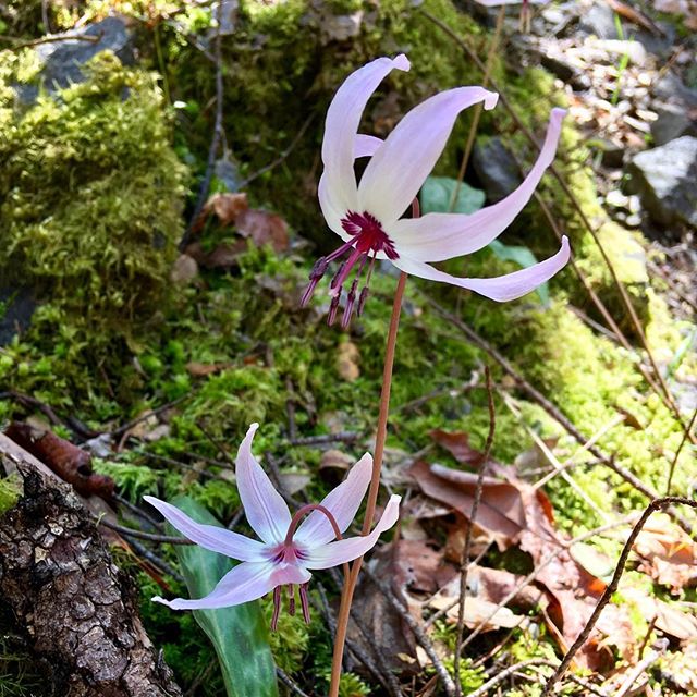 Turning to my softer side, I couldn’t not be smitten by these stunning Henderson’s Fawn Lilies (Erythronium hendersonii) as I made my way down the trail