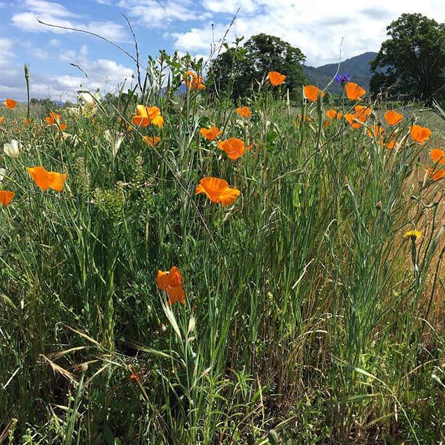 Eschscholzia californica