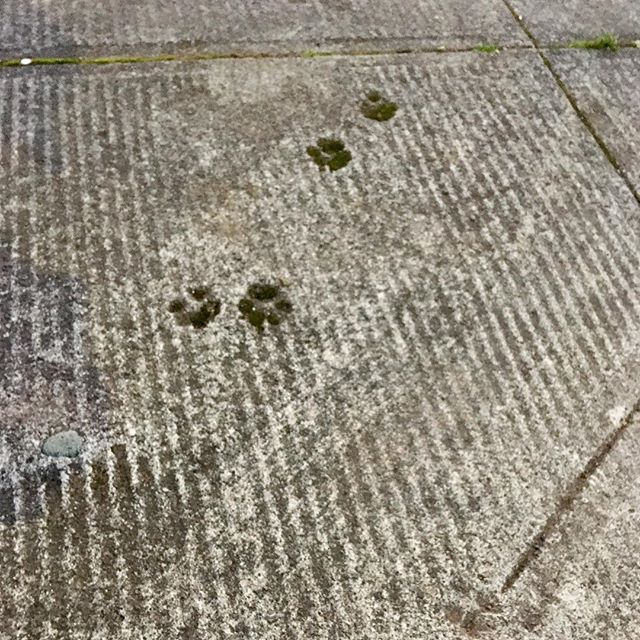 Thanks to the practice of dating sidewalks in Portland, we know these paw prints were laid down in 1928