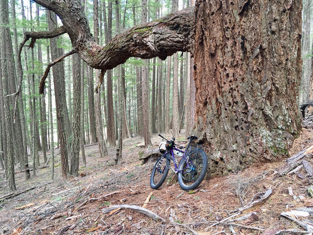 If I don’t come back all tussled up and with a picture of my bike leaned on a big old tree then I don’t even know what I was doing out there