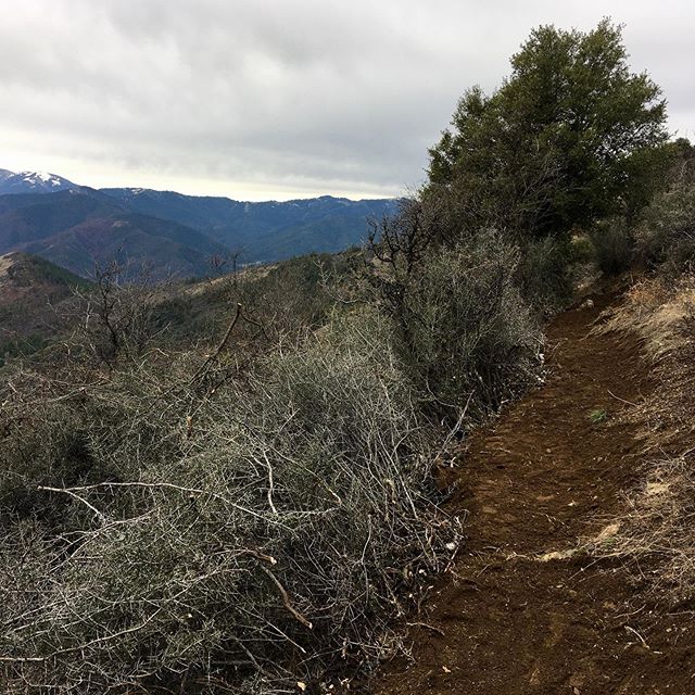 They say that you haven’t lived till you’ve fucked with buck brush. A friend and I cleared a bit of corridor and since the soil was damp, we fixed some tread too. This important connector is finally rideable.… it just took summoning some latent frustration to make it happen