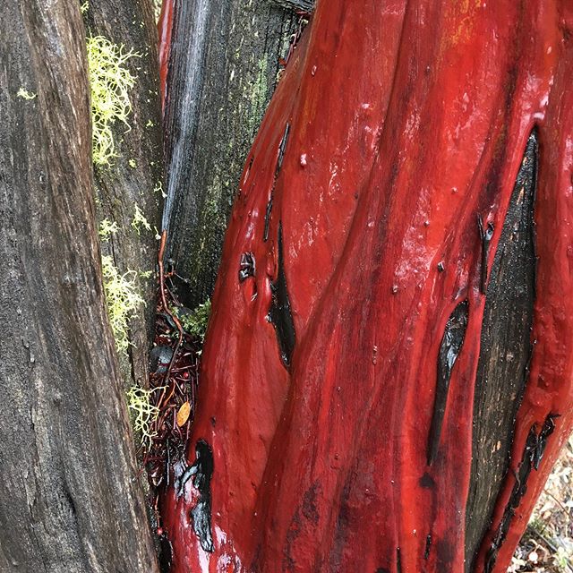 Old growth, unfiltered manzanita