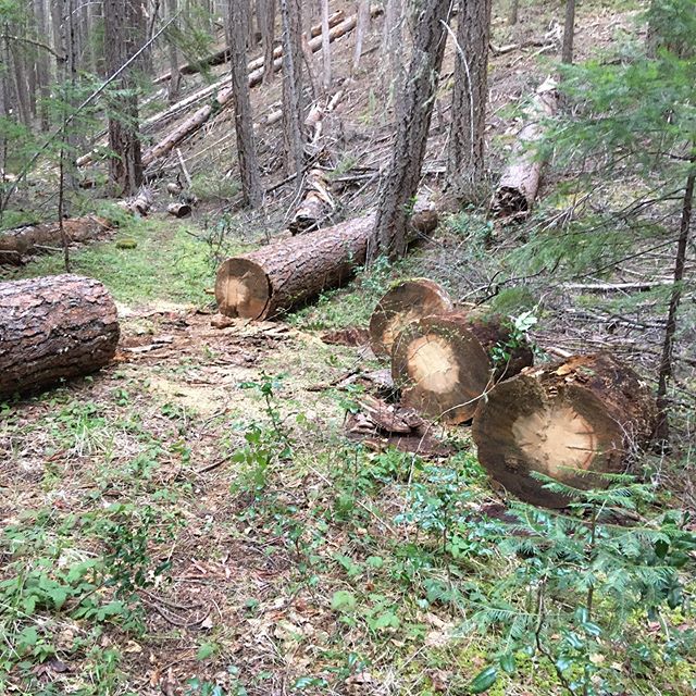 In the interest of clarity, all of the trail work I’m doing occurs on inventoried USFS trails with current volunteer agreements, saw certifications, adherence to standards and safe work practices. These are  neglected, historic pack routes and I consider the work that I’m doing historical preservation. I have a degree in Geography with an emphasis in planning and a work history that includes trail building, landscaping, and construction. I’m not fucking around. This is my passion.